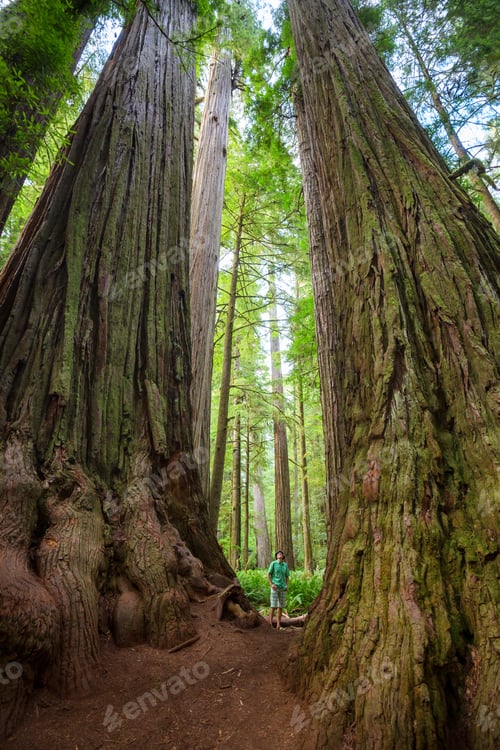 Preview: Tourist near sequoia