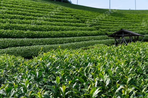 Preview: Tea garden