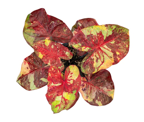 Preview: caladium on white background isolate with clipping path. Queen