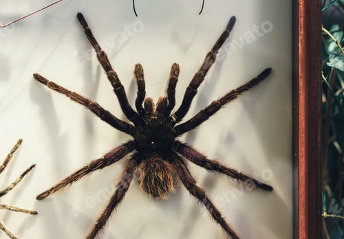 Preview: Spider tarantula
