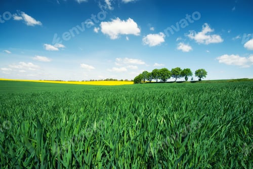 Preview: Trees on the field and blue sky. Agricultural landscape in the summer