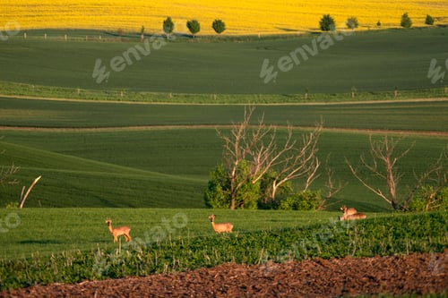 Preview: Roe deer walking in green agricultural fields