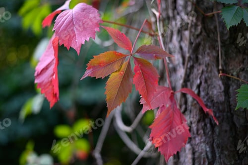 Preview: Forest wine in autumn climbing a tree