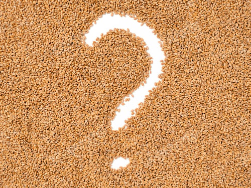 Preview: Question mark in wheat grains. Concept of global food scarcity, famine and hunger