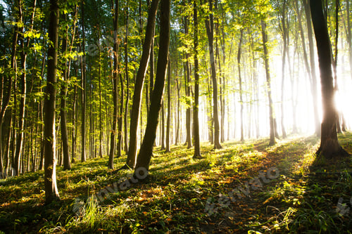 Preview: Morning light of the sun makes its way through the forest