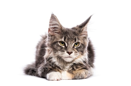 Preview: Four months Maine coon cat kitten lying and looking, isolated on white background