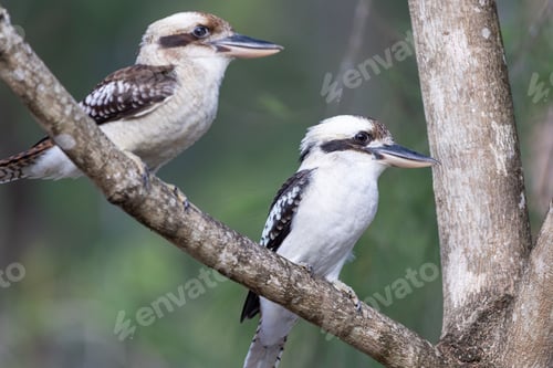 Preview: Brightly colored kookaburras perch joyfully on a lush, green branch in a tropical jungle setting