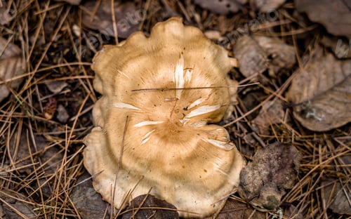 Preview: fresh Wild mushroom