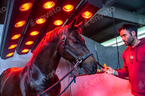 Preview: Horse under red lights of solarium in a rehabilitation center