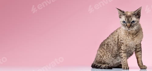 Preview: Purebred cat close-up on a pink background