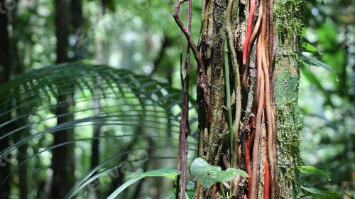 Preview: Aerial roots and climbing plants in a tropical forest or Atlantic rainforest.