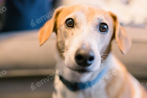 Vista previa: Sweet little puppy face