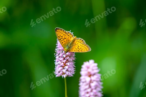 Preview: orange butterfly on pink flower