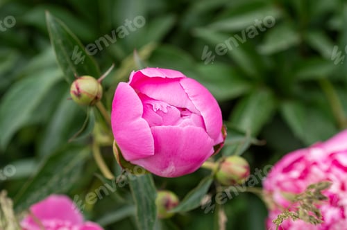 Preview: Pink buds of peony-shaped flowers blooming against a background of peonies Garden of closed peonies
