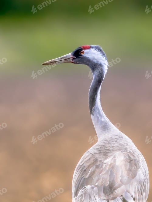 Preview: Common crane walking in agricultural field