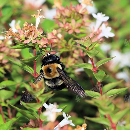 Preview: Bumble Bee On Flowers - Close Up Photograph Of A Bumble Bee On The Flowers Of An Abelia Bush