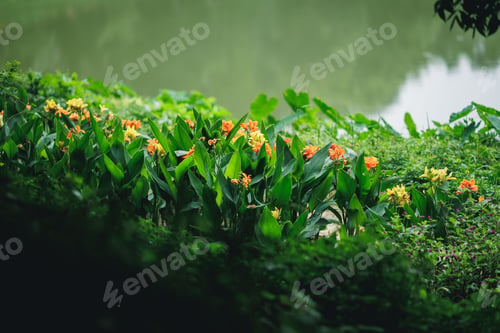 Preview: Closeup shot of an Indian shot flower bush with trees reflected on a river in the background