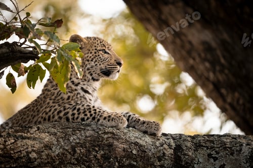 Preview: Leopard, Panthera pardus, close-up of a leopard cub.