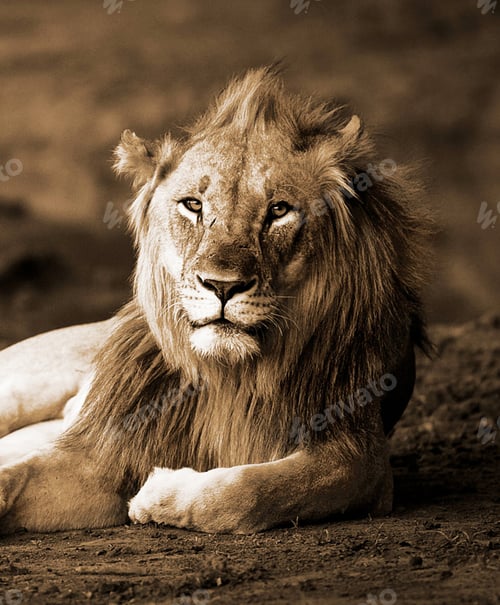 Preview: A Beautiful and Breathtaking wildlife in the World
