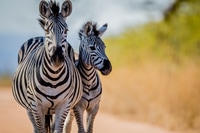 Preview: Two Zebras bonding in the Kruger.