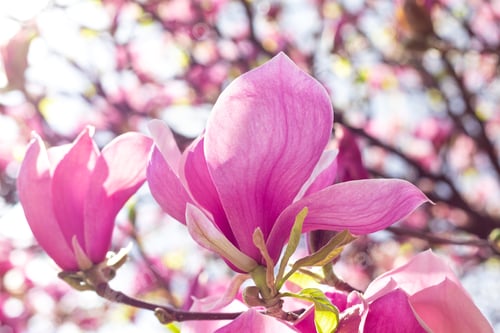 Preview: Beautiful blooming pink magnolia tree on spring day
