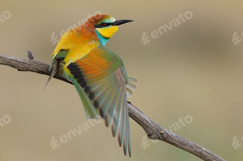 Preview: Selective focus of a Eurasian bee-eater perched on a tree branch with a blurry background