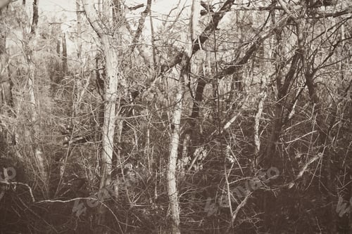 Preview: Forest Of Evil After The Fire