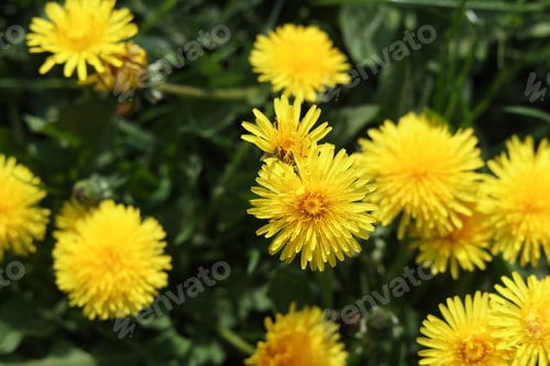 Preview: Beautiful bright yellow dandelions in green grass on sunny day, closeup