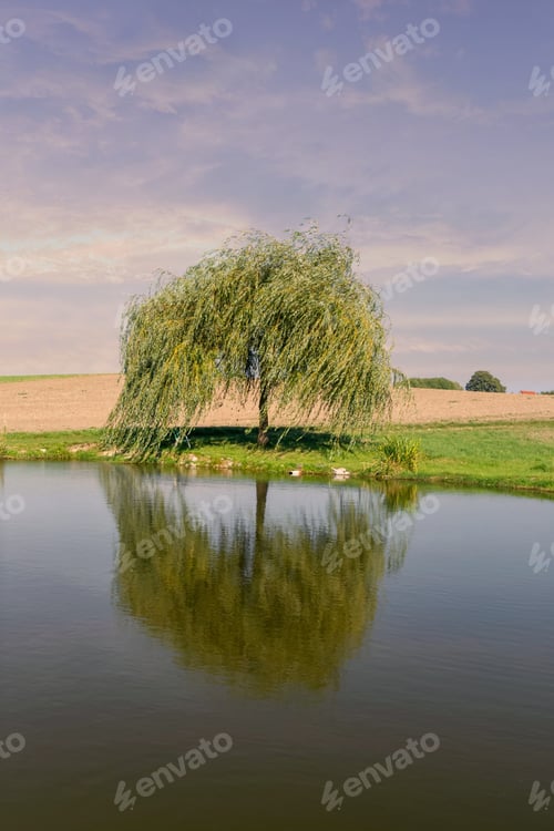 Preview: Vertical shot of a green tree and its reflection in a lake during sunset