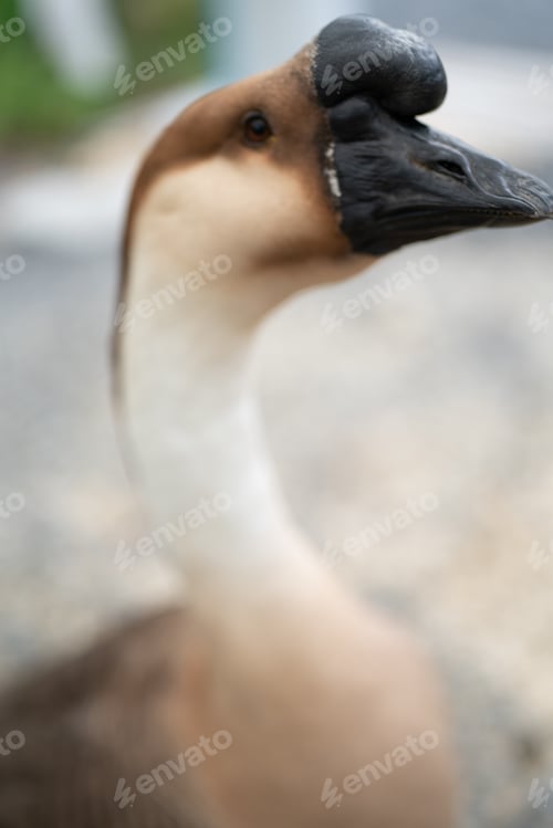 Preview: goose farming, animal living in nature farm, white goose bird or big duck with feather