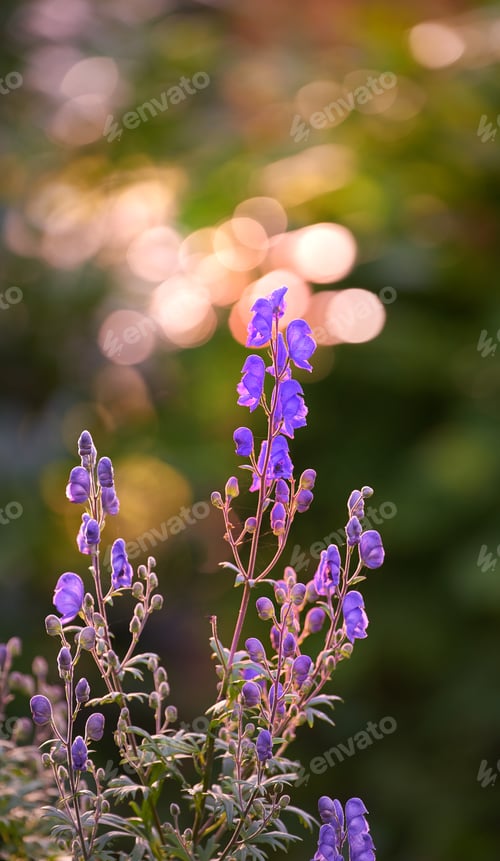 Preview: Beautiful flowers from my garden. A series of beautiful garden photos.