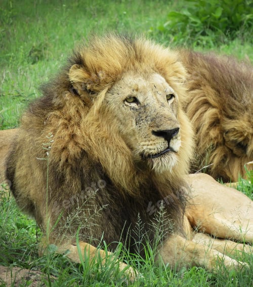Preview: A Beautiful and Breathtaking wildlife in the World