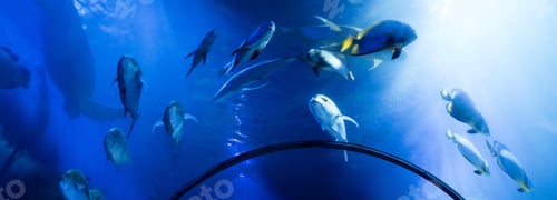 Preview: fishes swimming under water in aquarium with blue lighting, panoramic shot