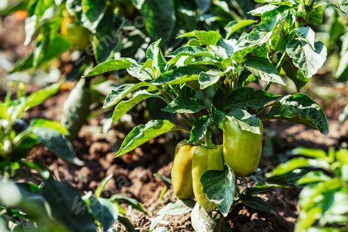 Preview: A bush of fresh sweet pepper