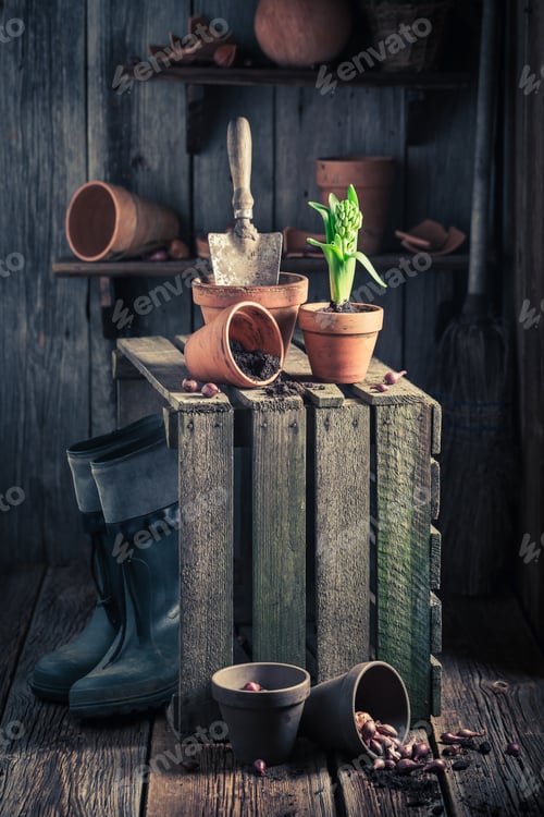 Preview: Freshly grown spring flowers and fertile dark soil