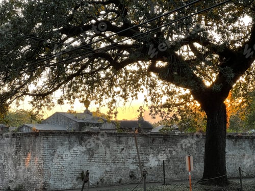 Preview: tree arching over a cemetery at sunset