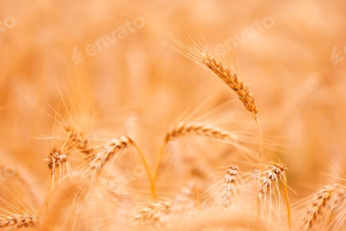 Preview: Golden wheat Field closeup