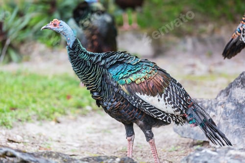 Preview: Turkey in Guatemala