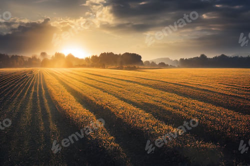 Preview: Beautiful field over a background of a sunrise