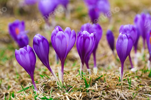 Preview: Purple crocus flowers in snow awakening in spring
