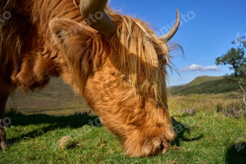 Preview: Highland cattle graze in a lush green meadow