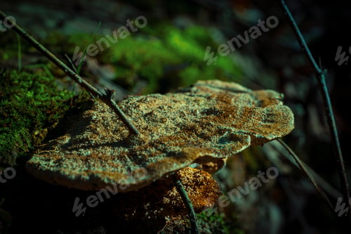 Preview: Natures dark shadows and earthy colours