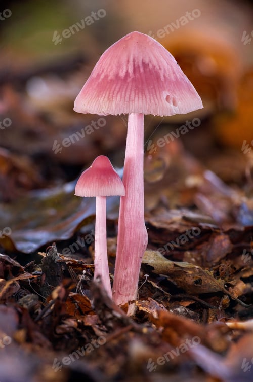 Preview: Pink mushrooms in autumn forest.
