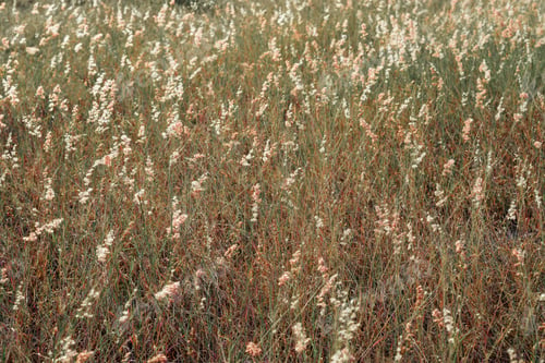 Preview: reeds