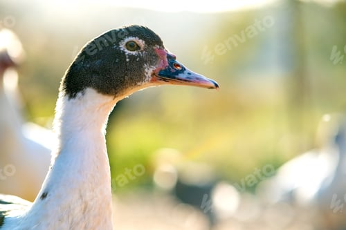 Preview: Detail of a duck head. Ducks feed on traditional rural barnyard. Close up of waterbird standing on