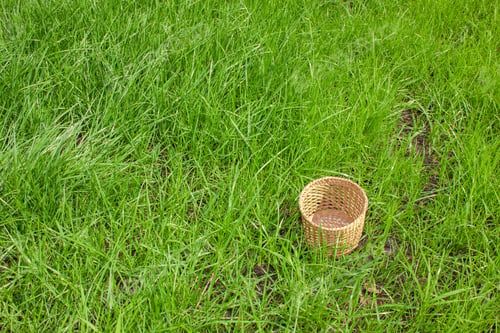 Preview: Basket in grass
