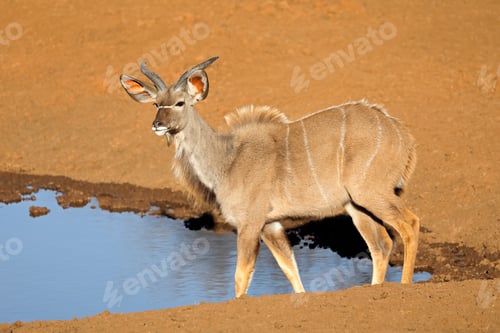 Preview: Kudu antelope at a waterhole