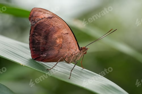 Preview: Macro shot of a beautiful discophore butterfly on a plant