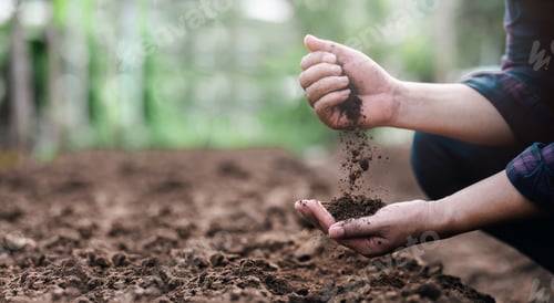 Preview: Farmer holding soil in hands close-up. Farmers' experts check soil conditions before planting seeds