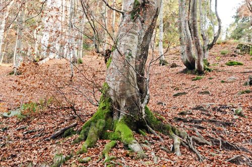 Preview: Tree covered on moss at autumn forest on mountains.